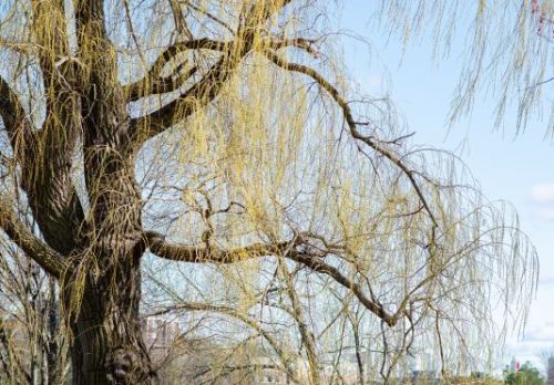 53. Meer groen bij Polderstaete / Plasweg | Hans van Mourik